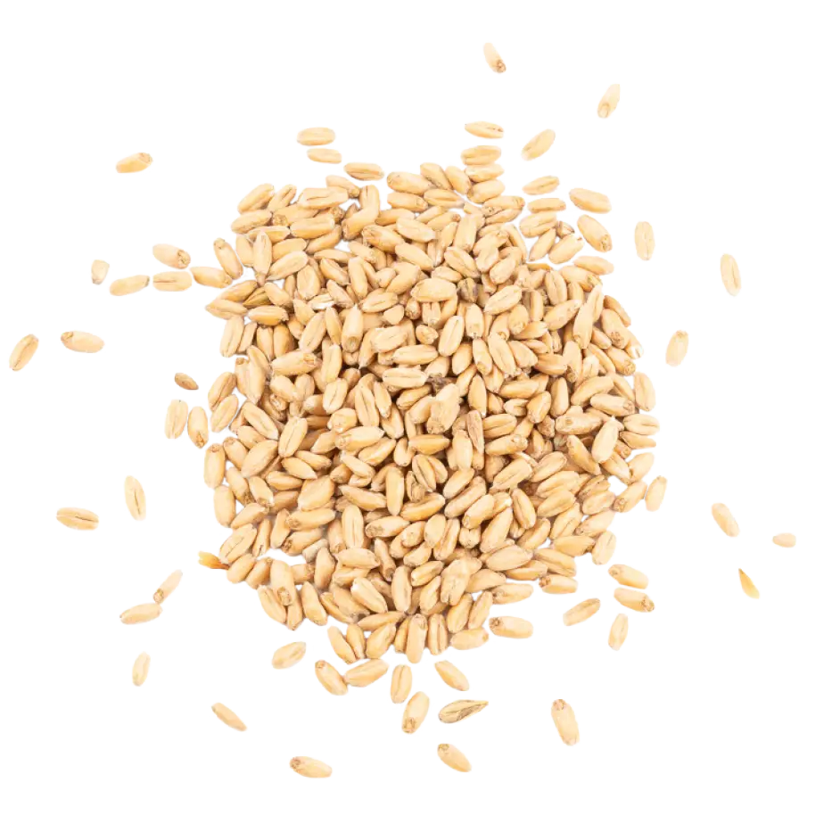 Dinkelmalz / Spelt malt - Schuema