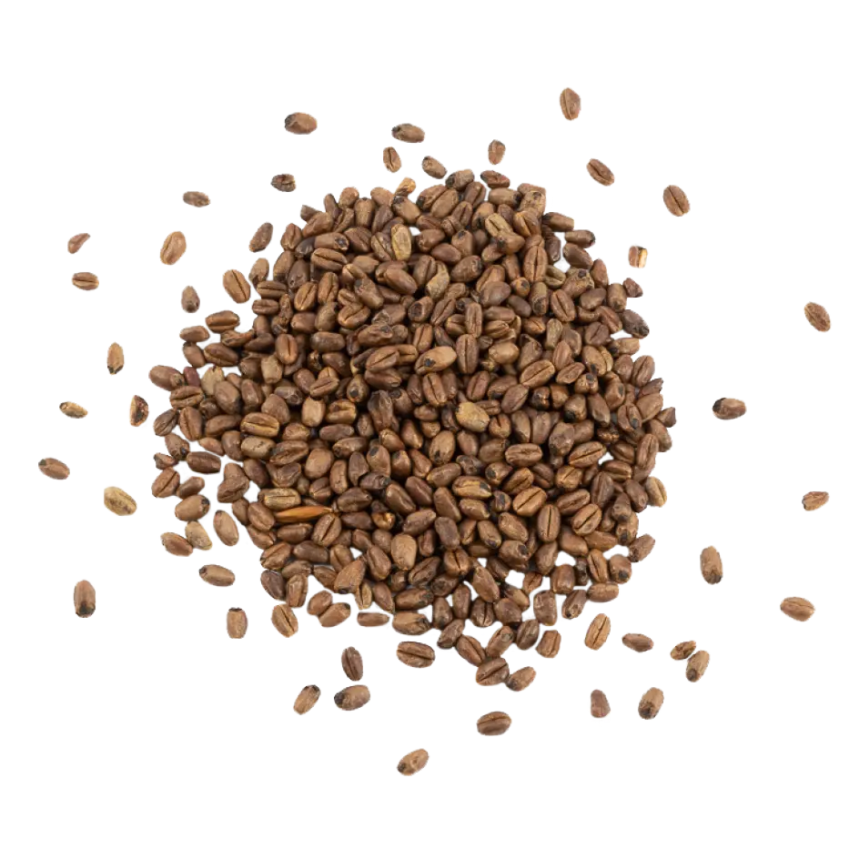 Ca Wheat / Caramel Wheat - Schuema