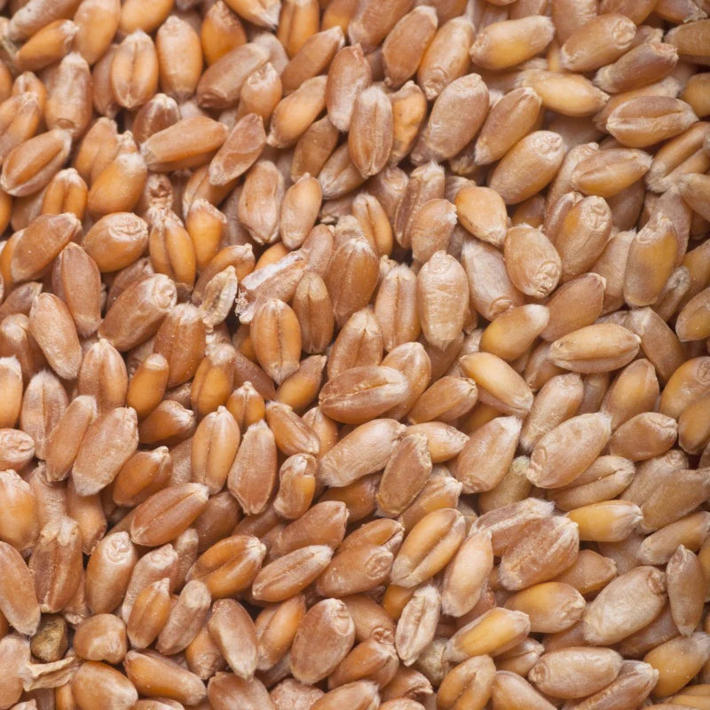 Trigo Malteado - Patagonia Malt