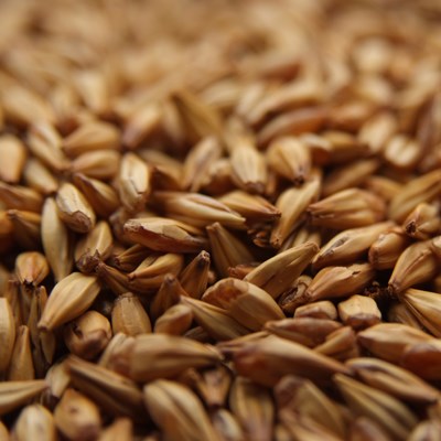 Malta Caramel 10L (30 EBC) - Viking Malt